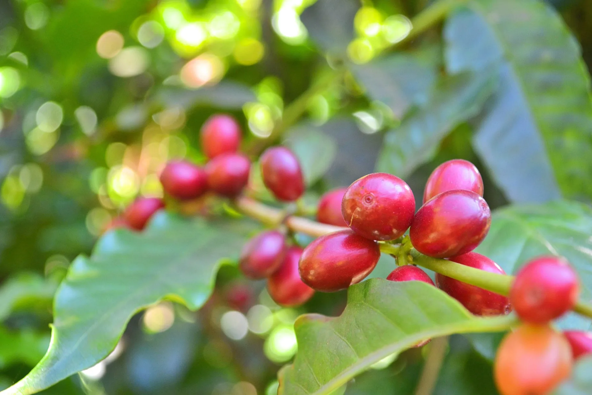 Coffee